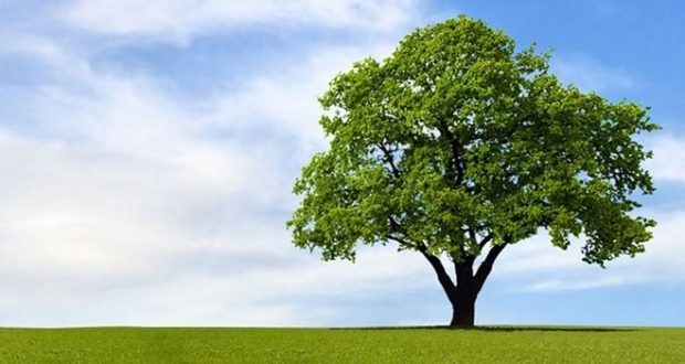  21 novembre "Giornata degli Alberi"